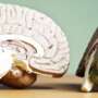 Slice of life: how tiny samples of living human brain tissue are helping Alzheimer’s researchers